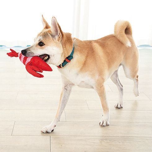 撮影／尾﨑たまき