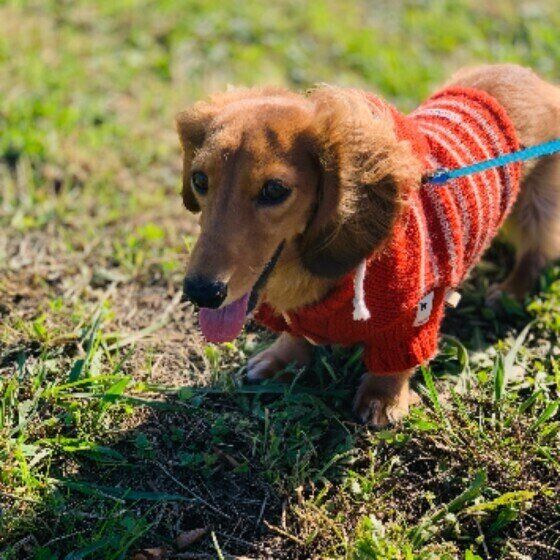 散歩するカニーンヘン・ダックスフンド