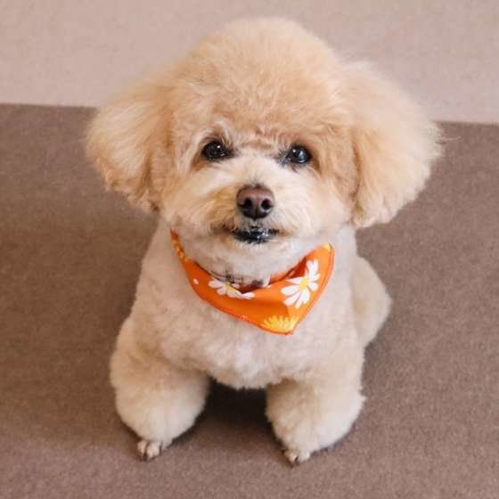 カメラ目線の可愛いトイプー