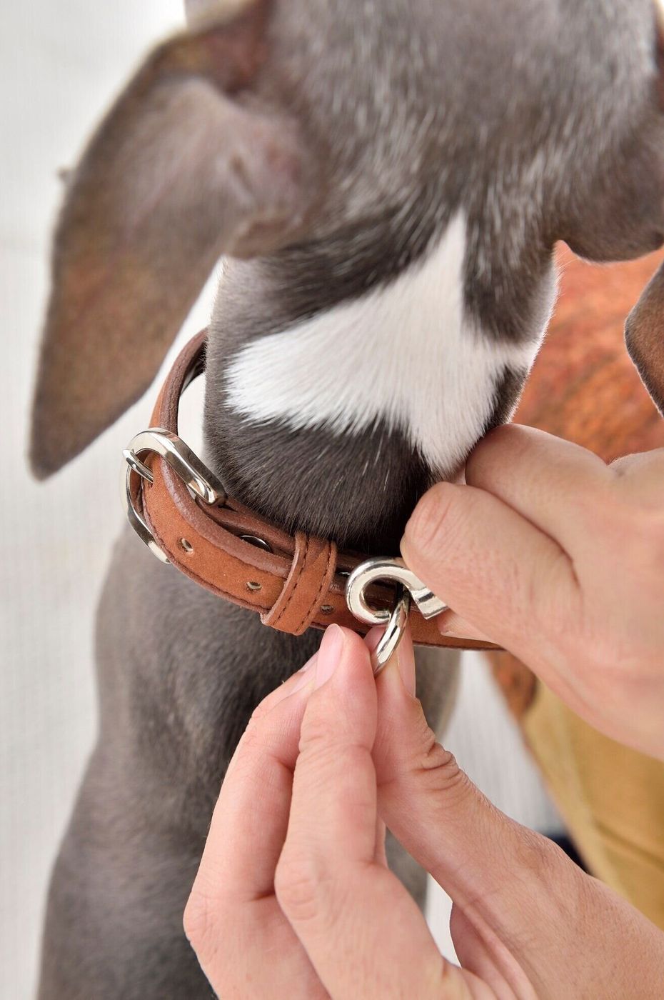 スムーズなお散歩のためにも 犬を迎えたら 真っ先にできるようにしたい 3つのこと いぬのきもちweb Magazine スムーズなお散歩のためにも 犬を迎えたら 真っ先にできるようにしたい 3つのこと いぬのきもちweb Magazine