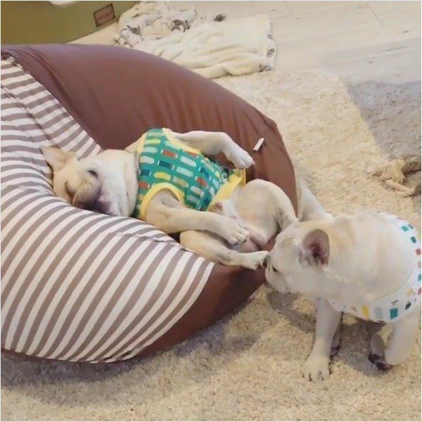 フレンチ・ブルドッグ