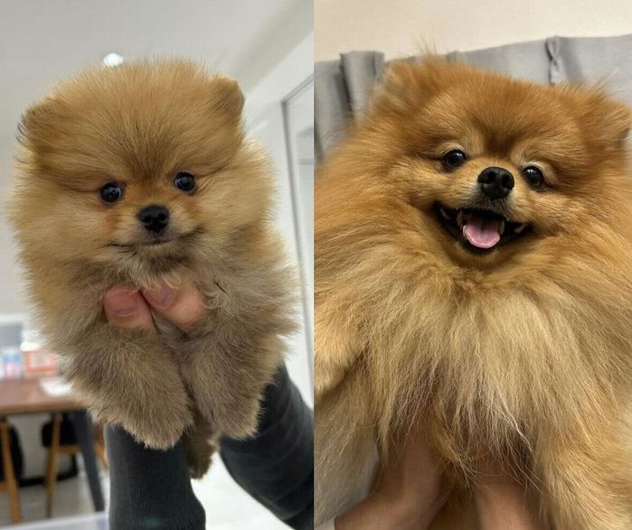 まろくんの成長ビフォーアフター