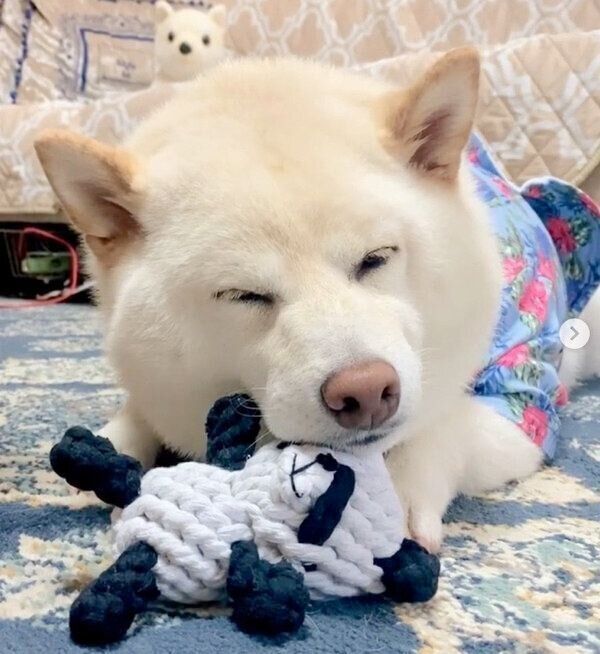 くつろぐごん太くん