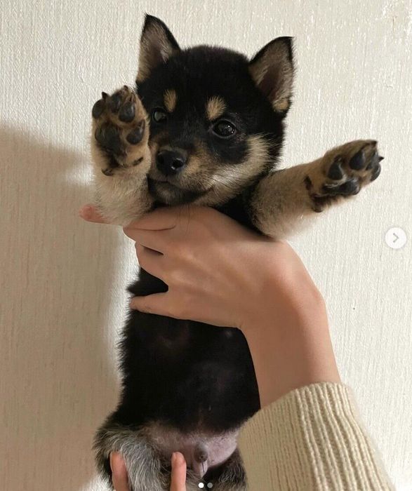 抱っこされるおじゃるくん