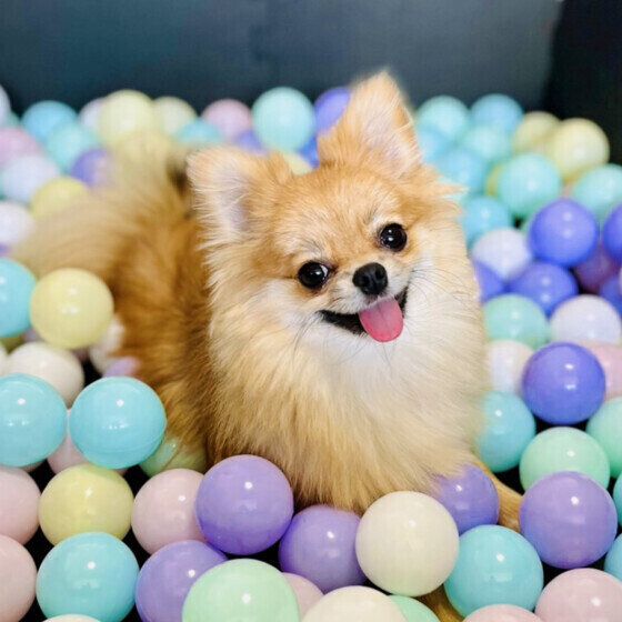 ポメラニアンのむぎちゃん