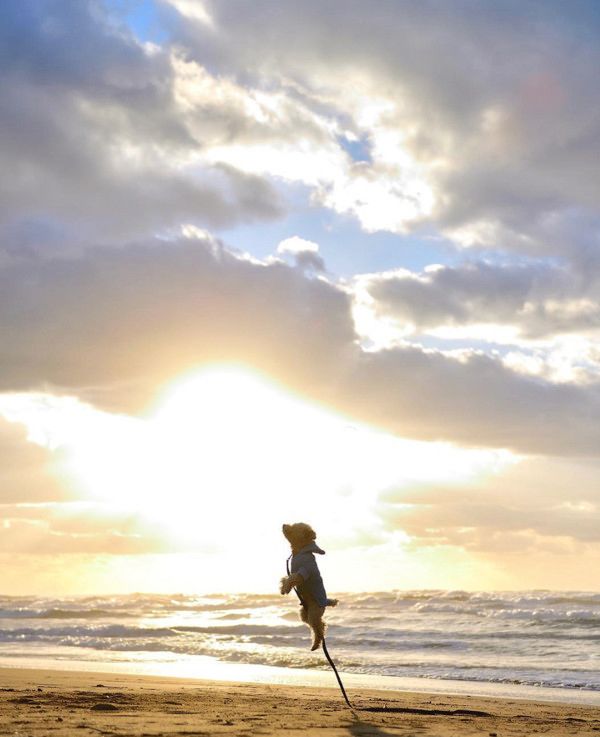 跳躍力がすごいトイ・プードル