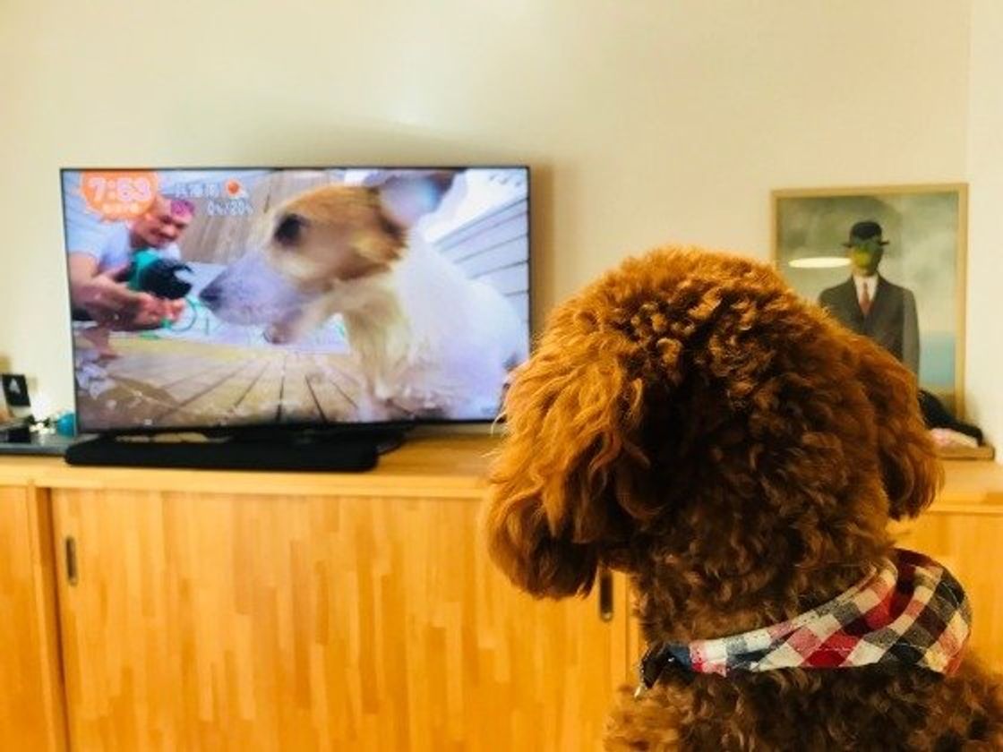 真剣に見ていることも 犬の目にテレビはどう映っているの いぬのきもちweb Magazine 真剣に見ていることも 犬の目にテレビはどう映っているの いぬのきもちweb Magazine