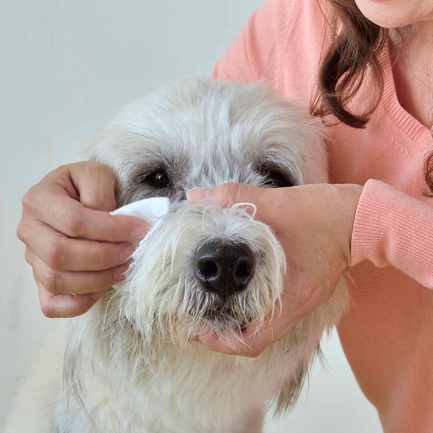 犬を叱るときはマズルをつかむって本当 しつけの噂をジャッジ いぬのきもちweb Magazine 犬を叱るときはマズルをつかむって本当 しつけの噂をジャッジ いぬのきもちweb Magazine