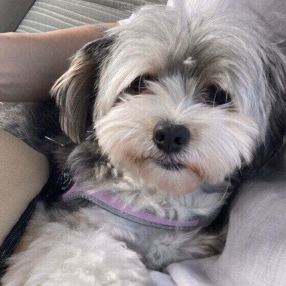 もふもふな小型Mix犬