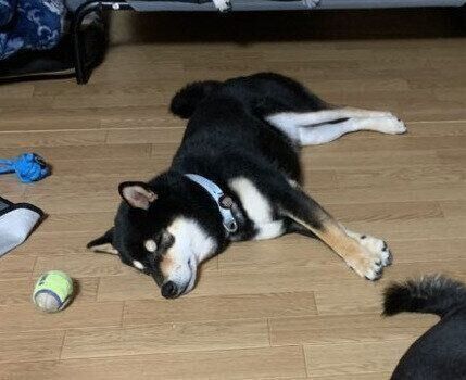 床で眠るそらちよくん