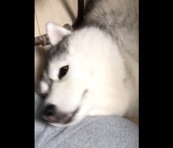 飼い主さんに撫でてもらうシルビアちゃん