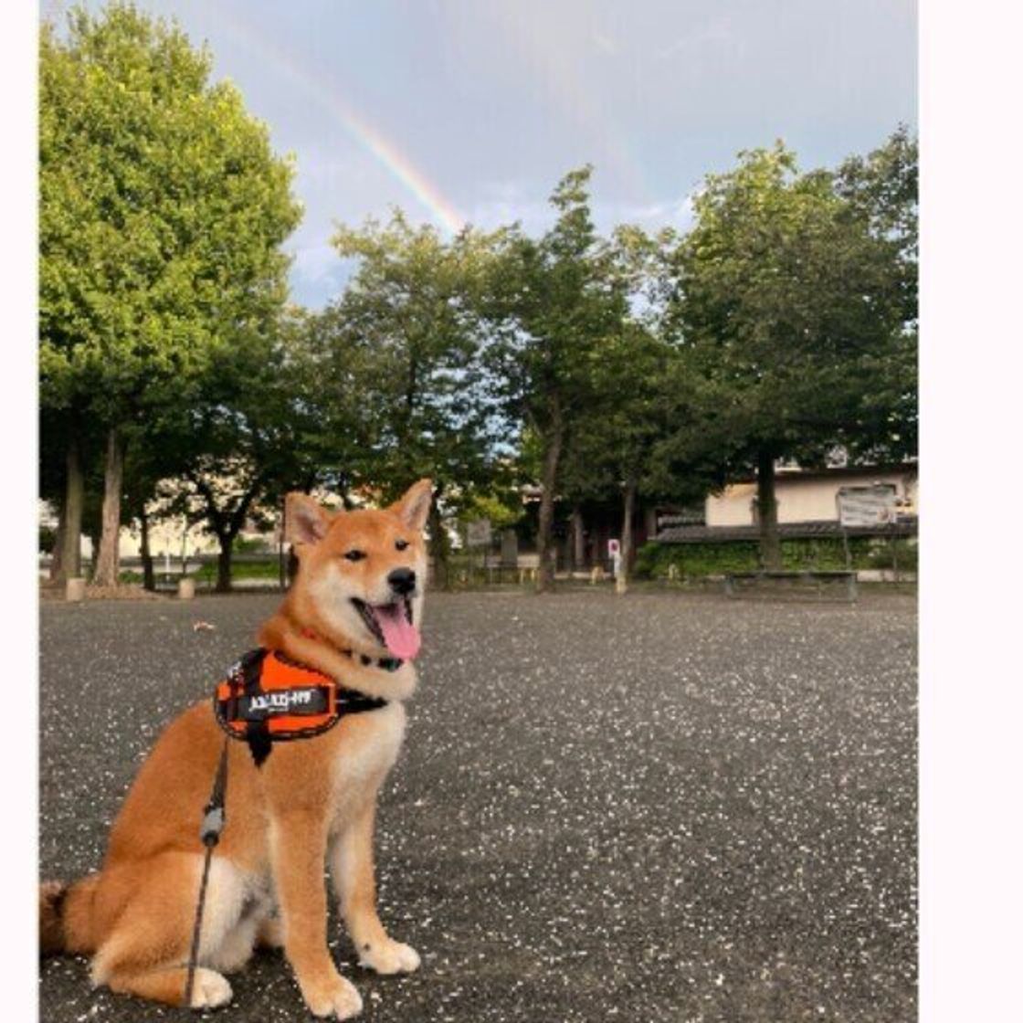 愛犬の夏バテや熱中症の原因に 飲み水 フードにまつわるngお世話 いぬのきもちweb Magazine 愛犬の夏バテや熱中症の原因に 飲み水 フードにまつわるngお世話 いぬのきもちweb Magazine