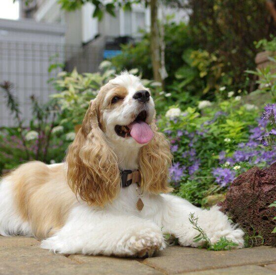 オス犬とメス犬の違い 顔立ちや性格は 獣医師監修 いぬのきもちweb Magazine