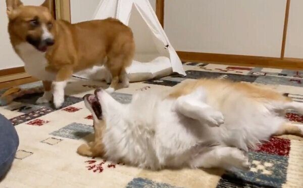 目が合うコーギー兄妹