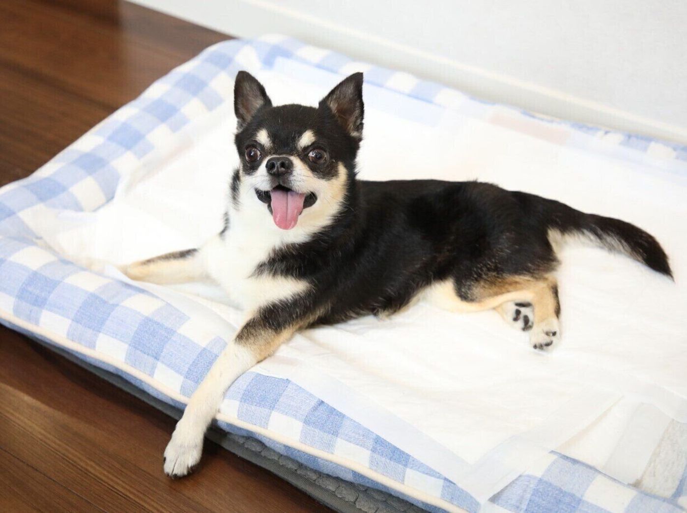 突然 首が硬直し四肢が動かなくなった愛犬 自宅療養での変化から車イスでのリハビリをスタート いぬのきもちweb Magazine 突然 首が硬直し四肢が動かなくなった愛犬 自宅療養での変化から車イスでのリハビリをスタート いぬのきもちweb Magazine