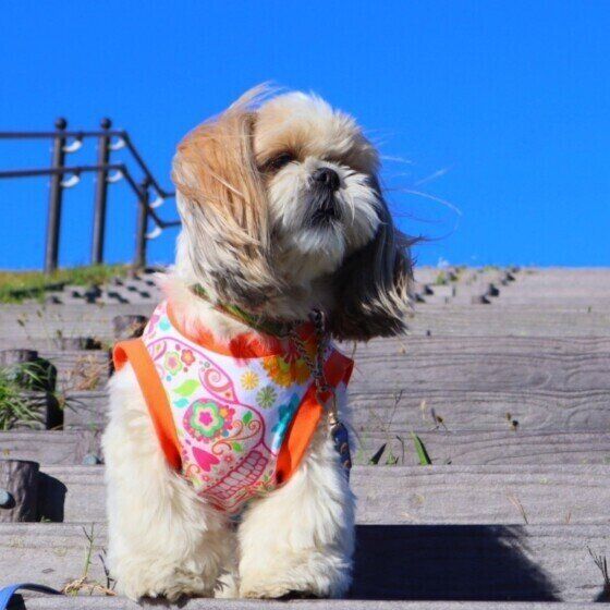 犬のしもやけの症状と治療法 しもやけと凍傷の違いも獣医師が解説 いぬのきもち