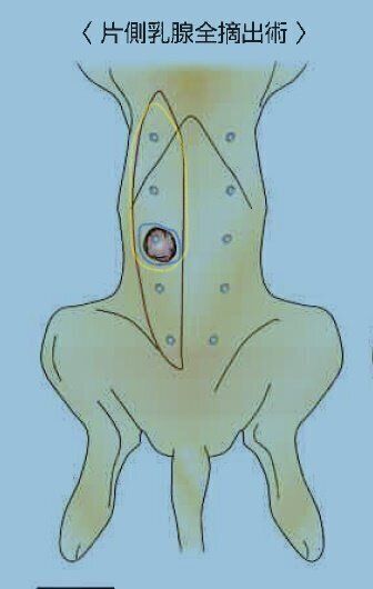 【獣医師監修】犬の乳腺腫瘍の治療としこりの見つけ方、手術しない選択肢は? いぬのきもち