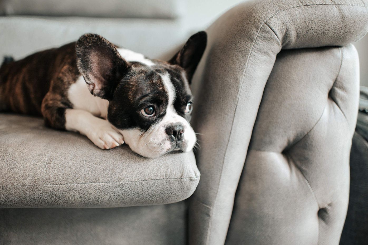 わざとかも 犬がトイレでの排泄を失敗する原因と対処法 いぬのきもちweb Magazine わざとかも 犬がトイレでの排泄を失敗する原因と対処法 いぬのきもちweb Magazine