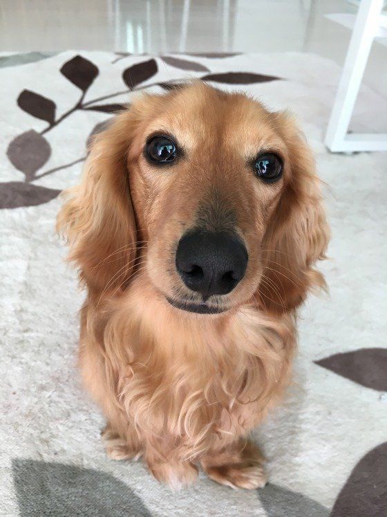 ダックスフンド