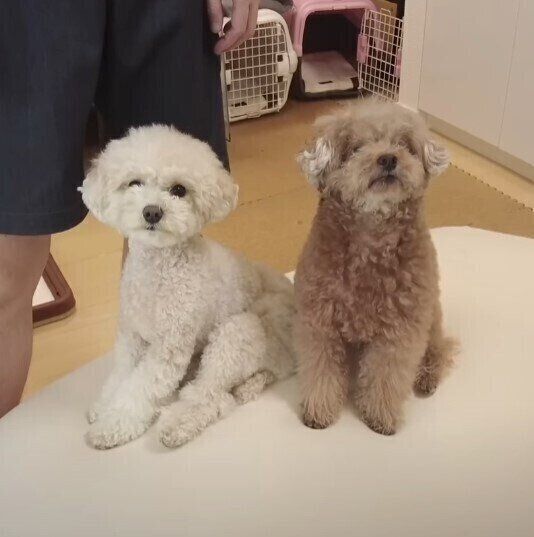 ソファーにいる2頭のトイ・プードル
