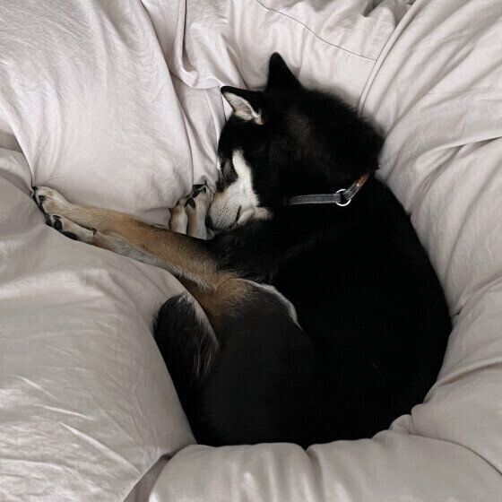 黒柴のワンモナイト