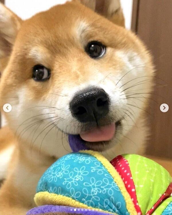 ボールで遊ぶハクくん