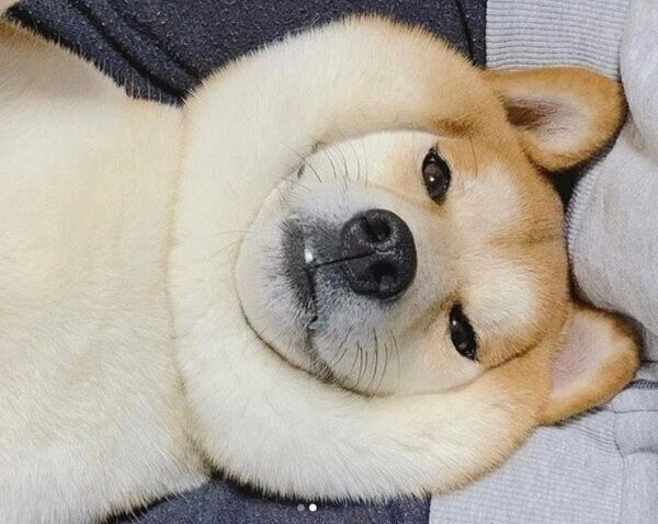 くつろぐめんまくん
