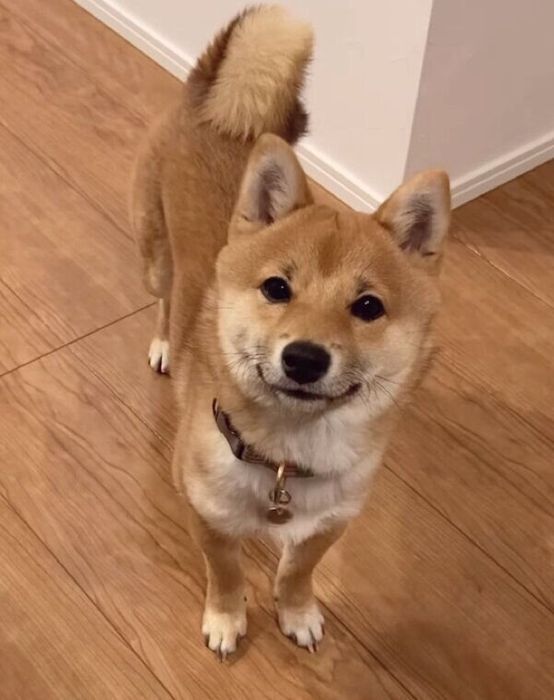 見つめるまるくん