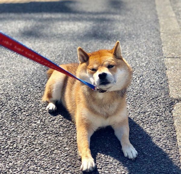 散歩で動かなくなる豆柴