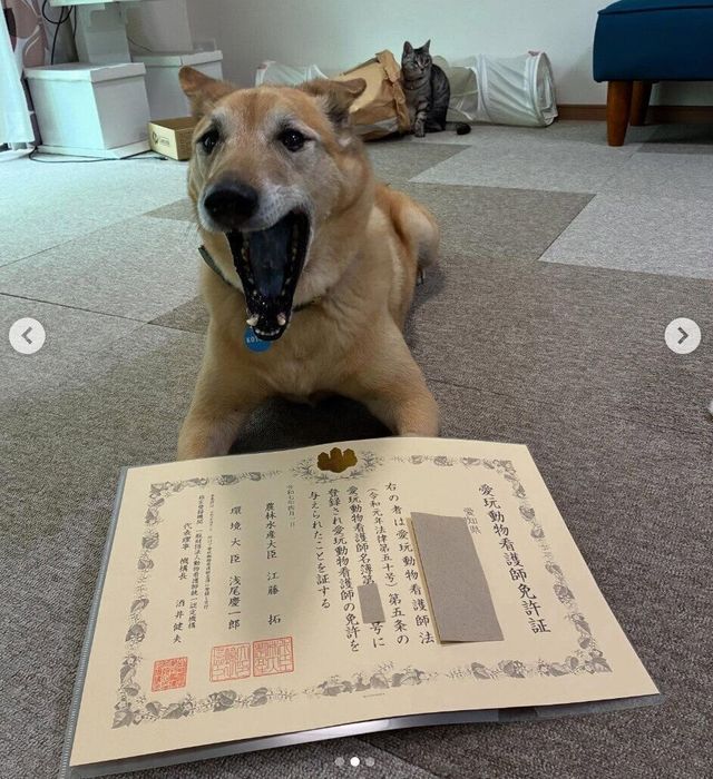 あくびをするこたろうくん