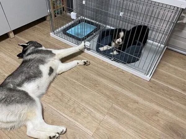 初対面時のシルバくん、ダンテくん