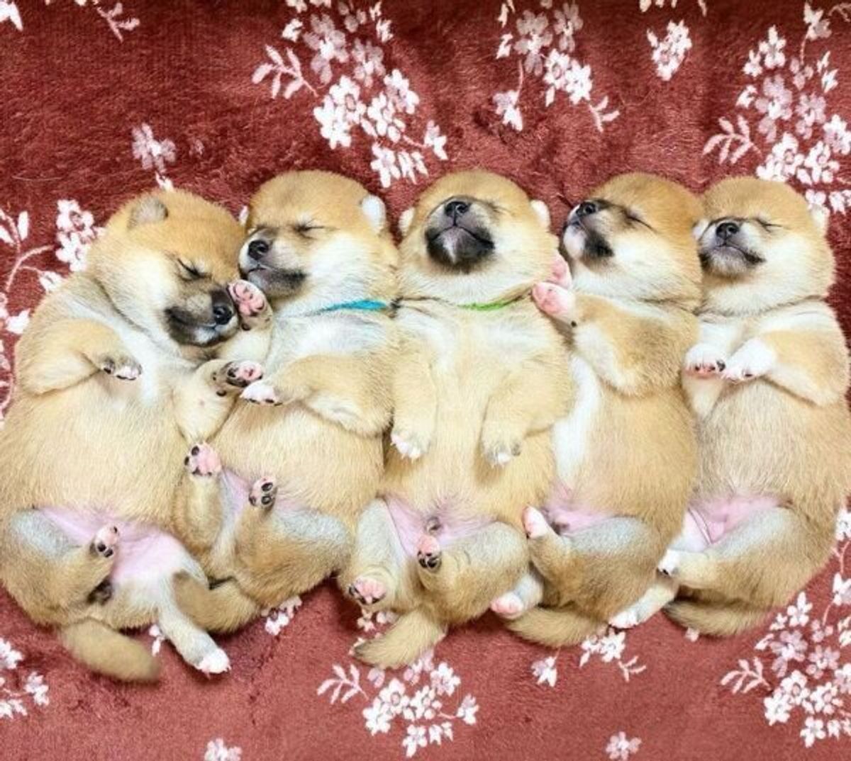 永遠にこちょこちょしたい 飼い主さんの膝の上で されるがまま状態 な豆柴の赤ちゃんに悶絶 いぬのきもちweb Magazine 永遠にこちょこちょしたい 飼い主さんの膝の上で されるがまま状態 な豆柴の赤ちゃんに悶絶 いぬのきもちweb Magazine