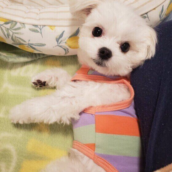 21年版 犬と電車に乗る際のルール 飼い主体験談や東京の主要鉄道会社の料金も いぬのきもちweb Magazine