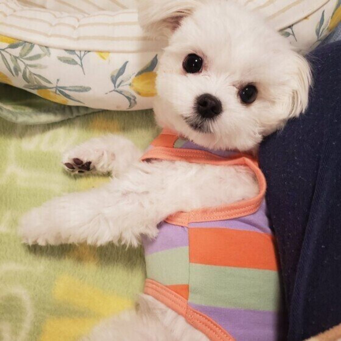 21年版 犬と電車に乗る際のルール 飼い主体験談や東京の主要鉄道会社の料金も いぬのきもちweb Magazine 21年版 犬と電車に乗る際のルール 飼い主体験談や東京の主要鉄道会社の料金も いぬのきもちweb Magazine