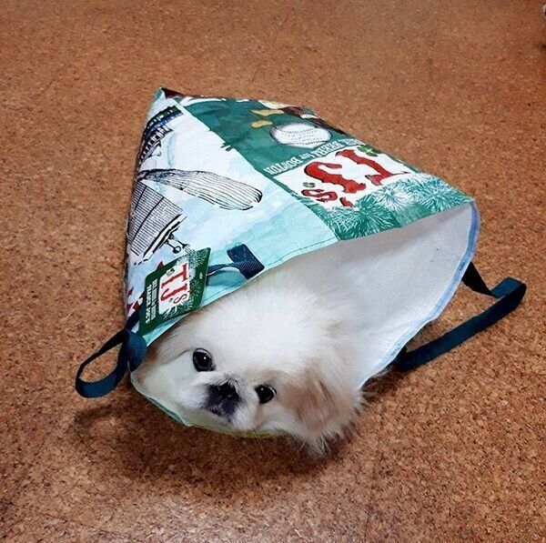 狭いところが好きなうにちゃん