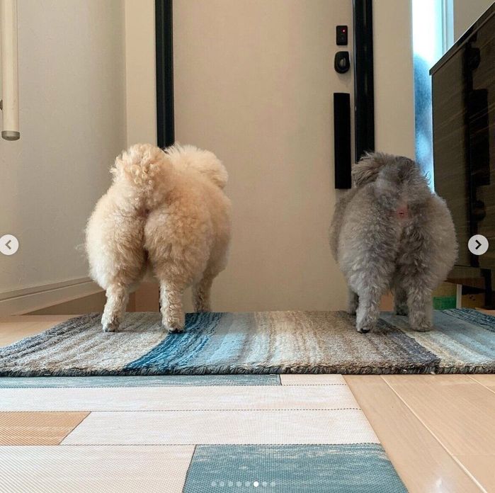 玄関を見つめるこあちゃん、ミロちゃん