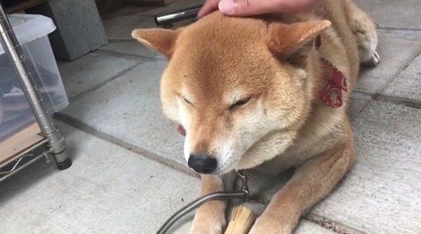 ナデナデされる柴犬