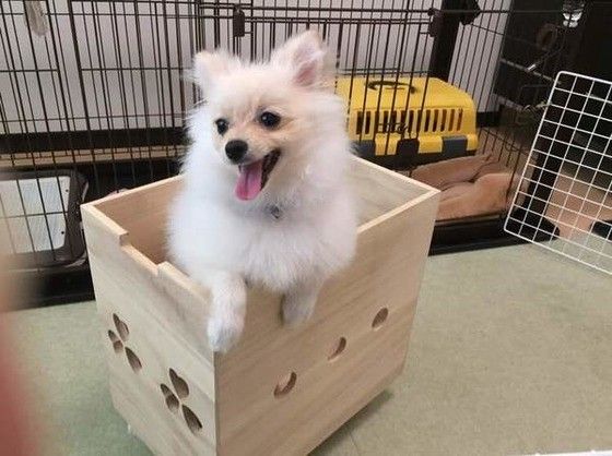 見つめるポメラニアン