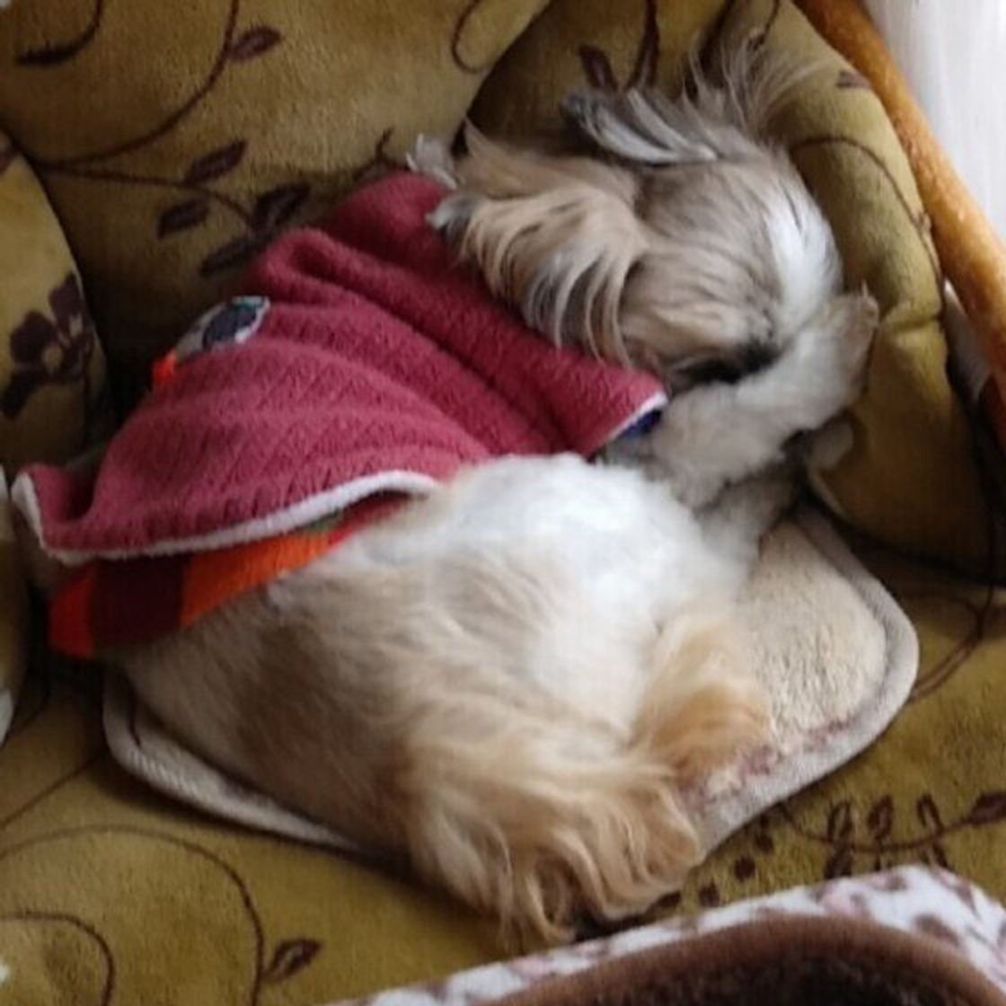 犬が前足で顔を隠して寝る のはどうして かわいい画像たっぷり いぬのきもちweb Magazine 犬が前足で顔を隠して寝る のはどうして かわいい画像たっぷり いぬのきもちweb Magazine