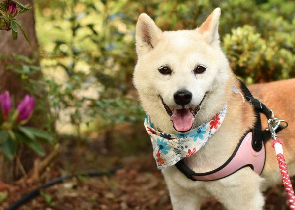 柴犬のはなちゃん