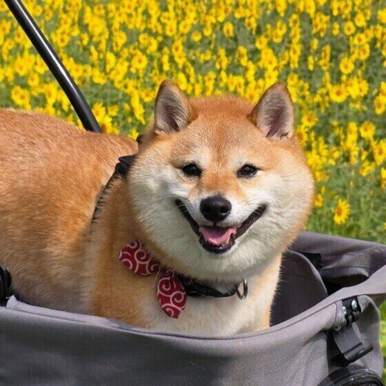 犬は寂しいとどんな行動をする? 留守番などでみられる犬の寂しいサインとは いぬのきもち