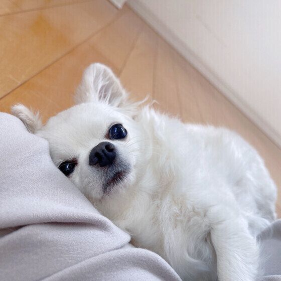 人の体によじ登る犬がいる？ 犬が飼い主の肩に乗ろうとする心理 いぬのきもち