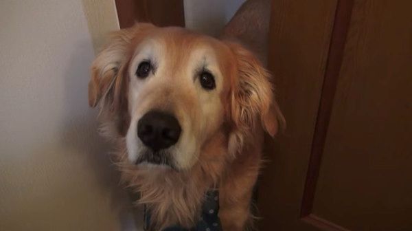 お風呂を覗くゴールデン・レトリーバー