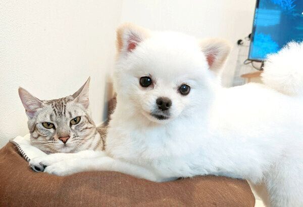 仲良しなこめたくんとうにちゃん