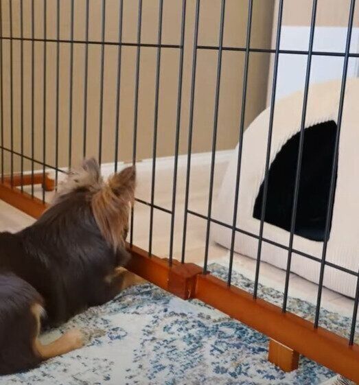 悲しすぎる結末 パパさんからもらった新しいハウスを10分で回収されちゃうチワワ いぬのきもちweb Magazine