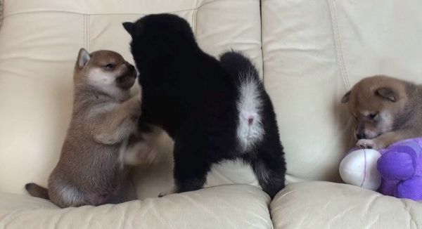 ケンカする柴犬