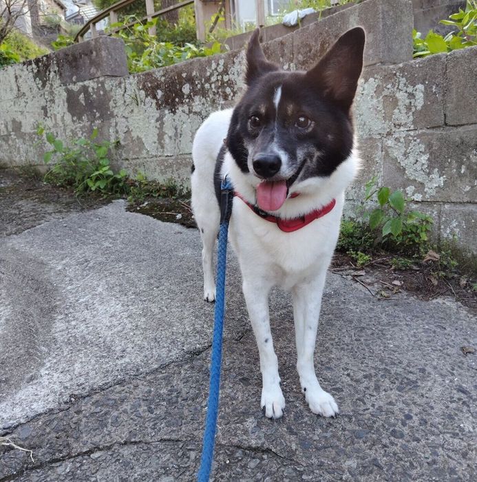 散歩を楽しむ岳くん