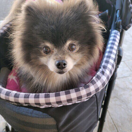 カートに乗るポメラニアン