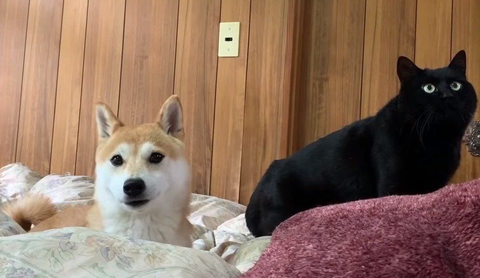 仲良しな犬と猫