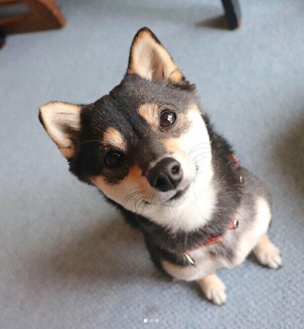 見つめるあずきちゃん